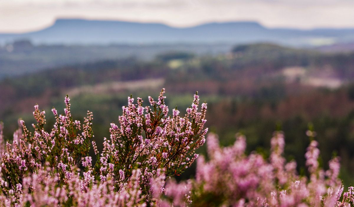 Creating a Wildlife-Friendly Border with Native Shrubs