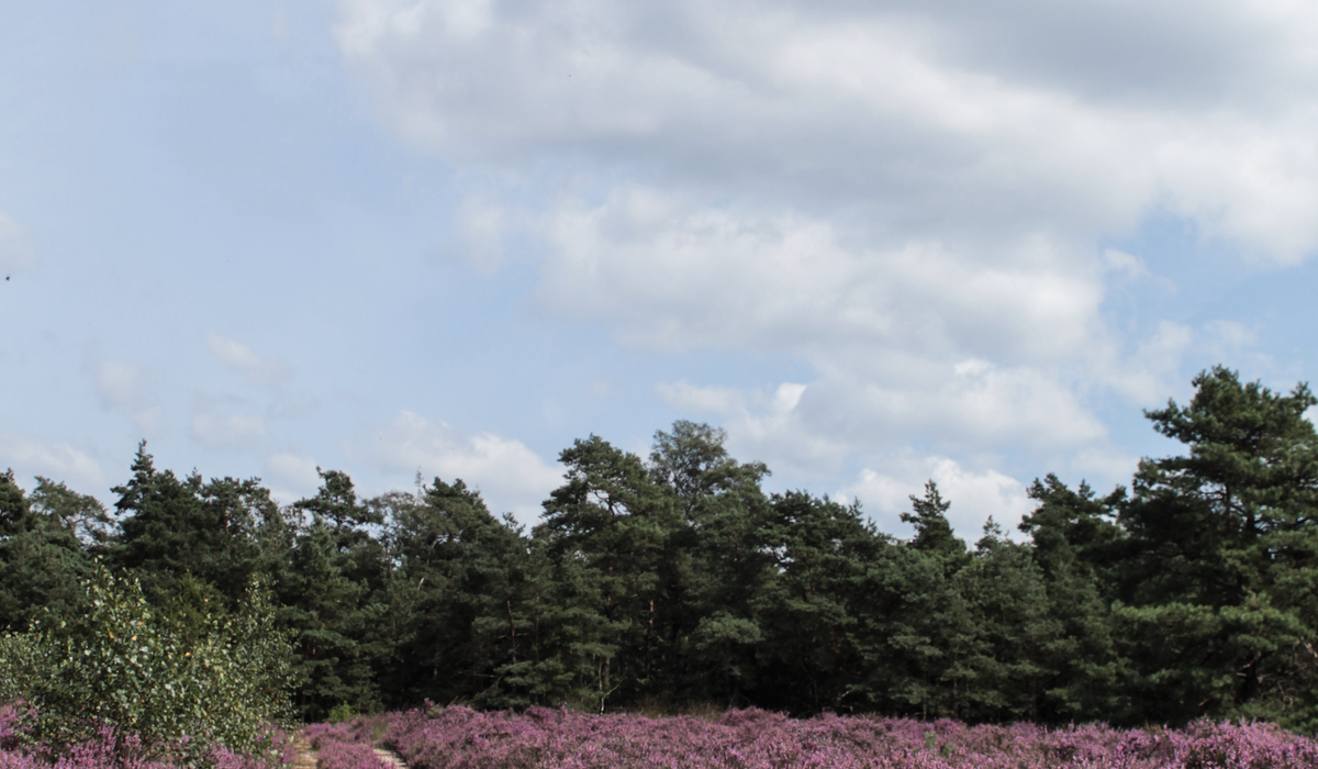 How to Grow Heather in a Scottish Garden